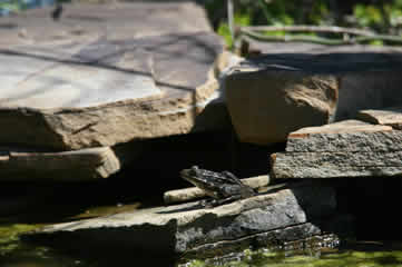 Frog on rock