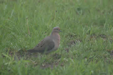 Mourning dove