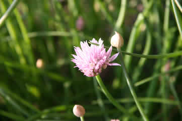 Chive blossoms