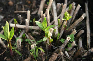 Milkweed sprouts