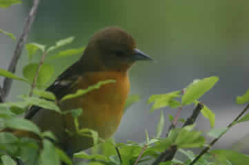 oriole