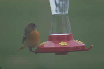 oriole feeding