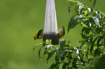 gold finches on a sack