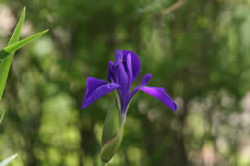 pond iris