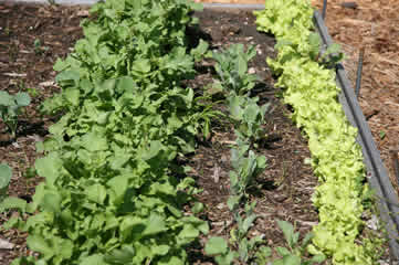 lettice, radish and spinach