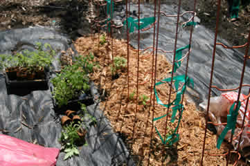 planting tomatos
