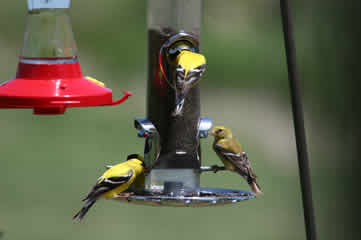 gold finches