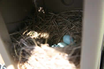 bluebird eggs