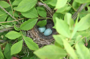 chipping sparrow eggs