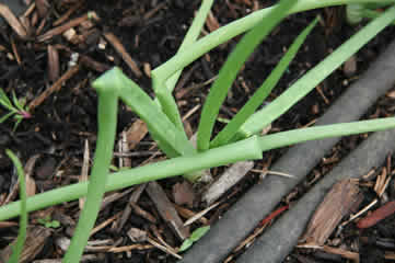 onions ready to pull