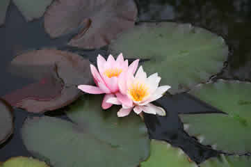 pond lilies