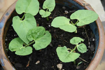 green bean sprouts in a pot