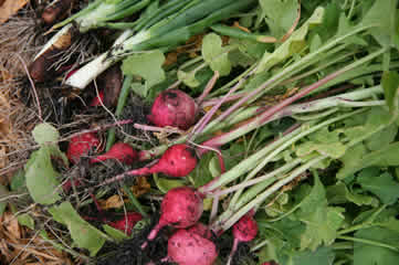 radishes