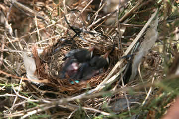 baby catbirds