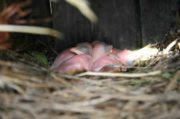 baby martins1