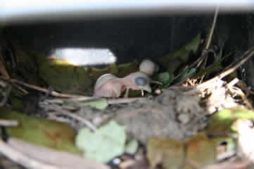 baby martins2