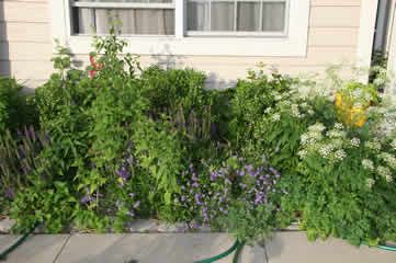 overgrown beds in front of house