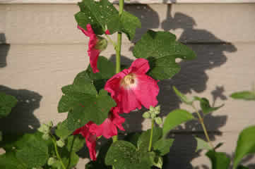 hollyhocks