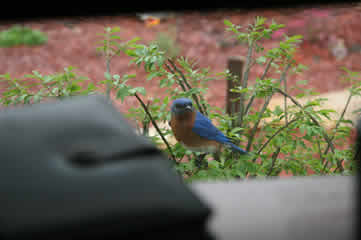 office bluebird