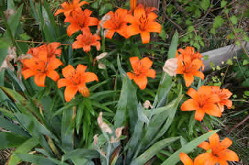 orange flowers