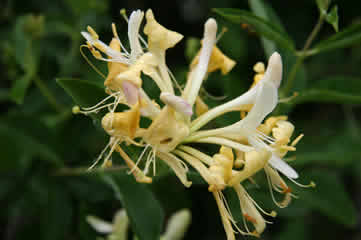 honeysuckle