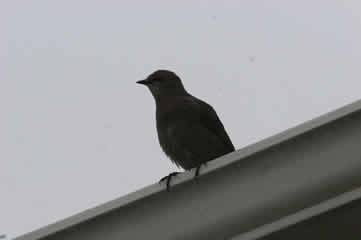 mother catbird