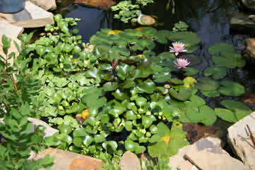 overgrown pond