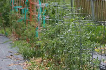 tomatoes from seeds