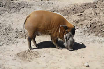 red river pig