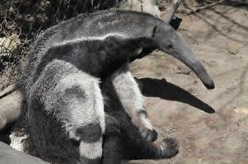 lounging anteater