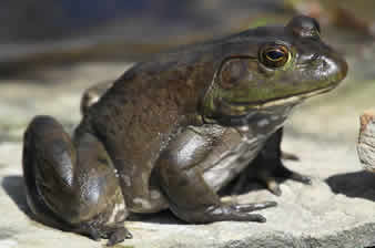 bullfrog