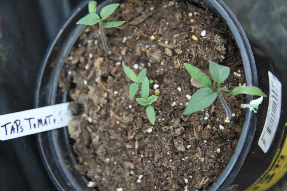 tomato seedlings