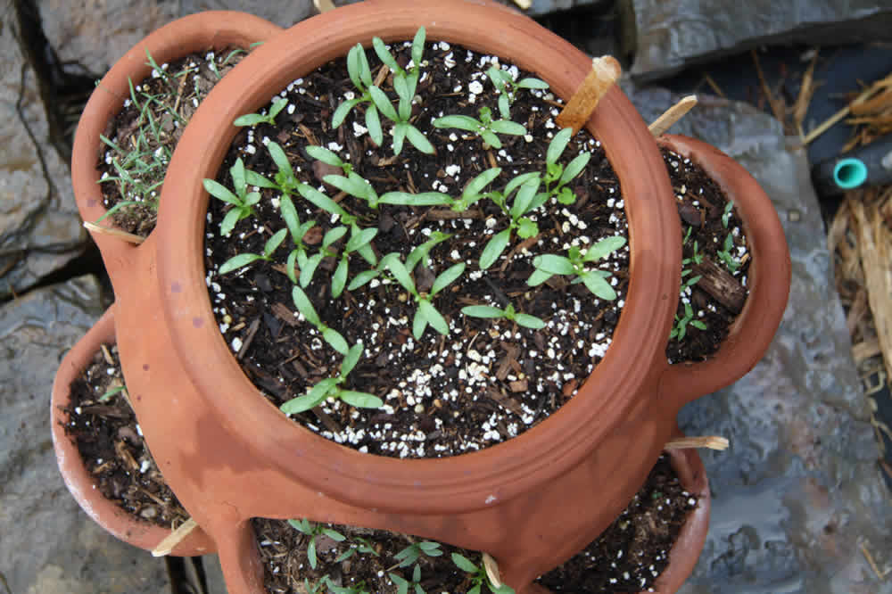 grandpa's strawberry pot