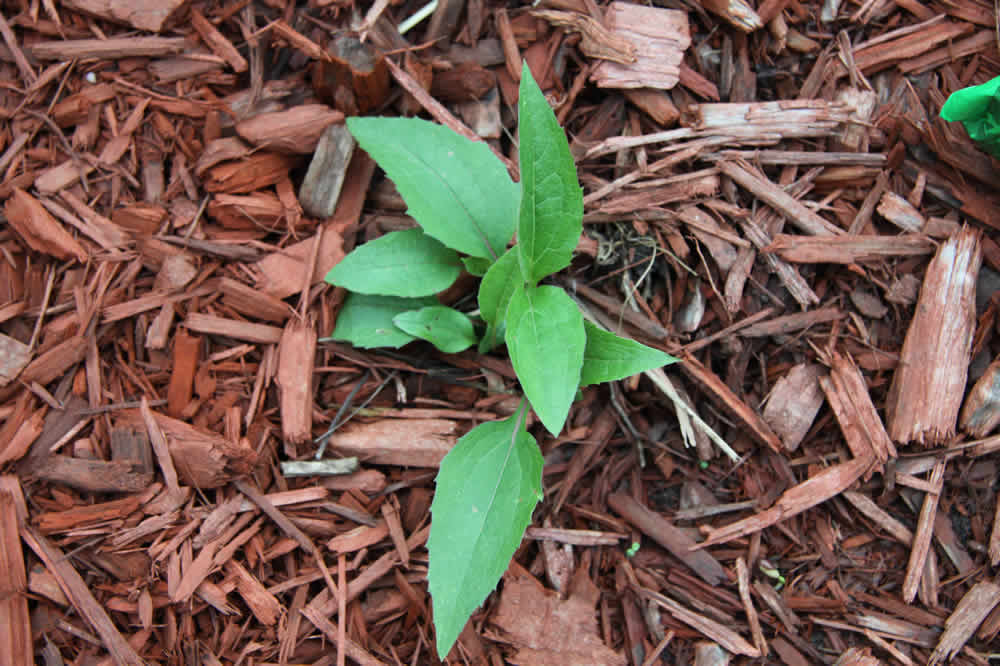 young coneflower