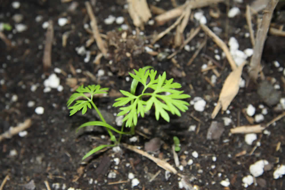 carrot sprouts