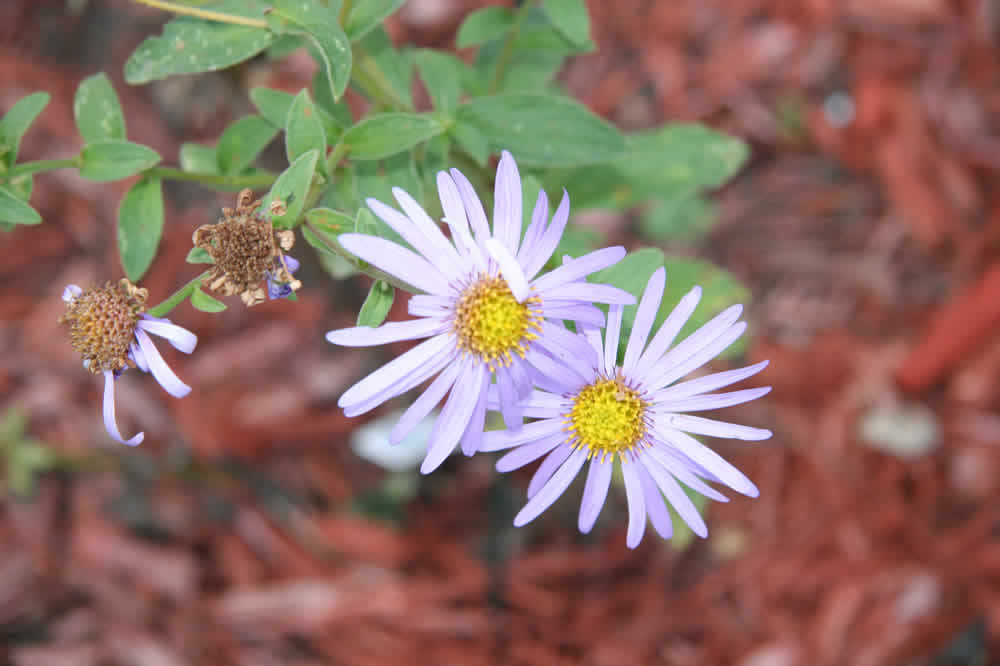 asters in Dec.