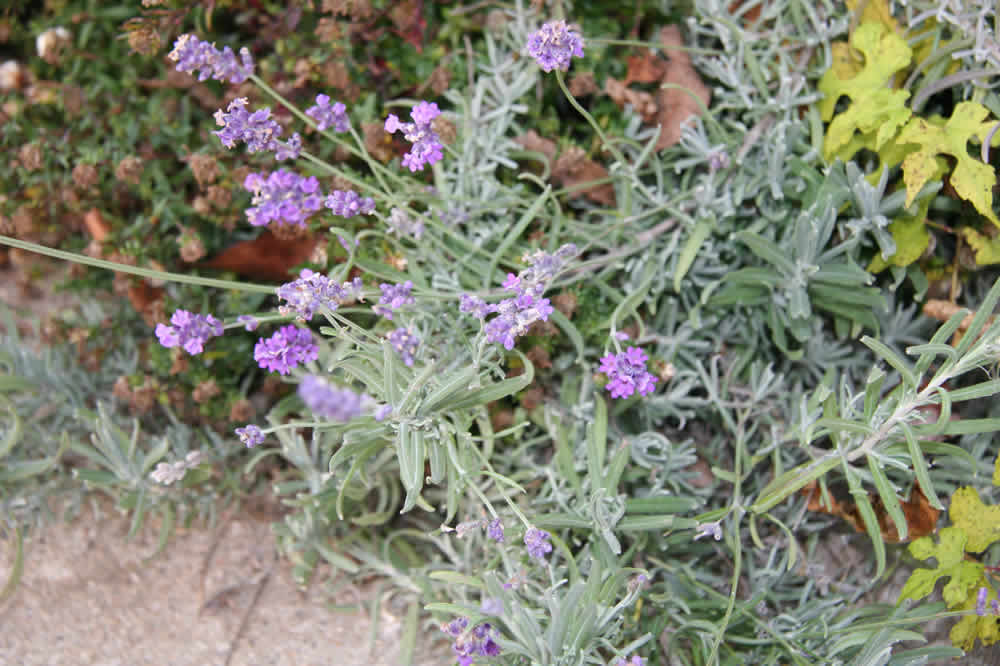 purple butterfly bush