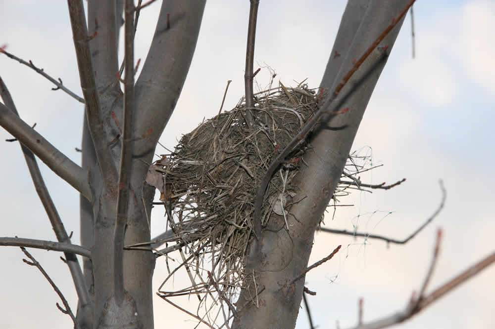 winter bird's nest