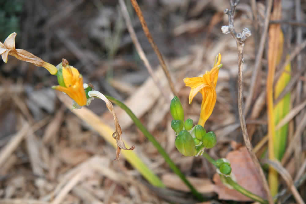 Dec. day lily