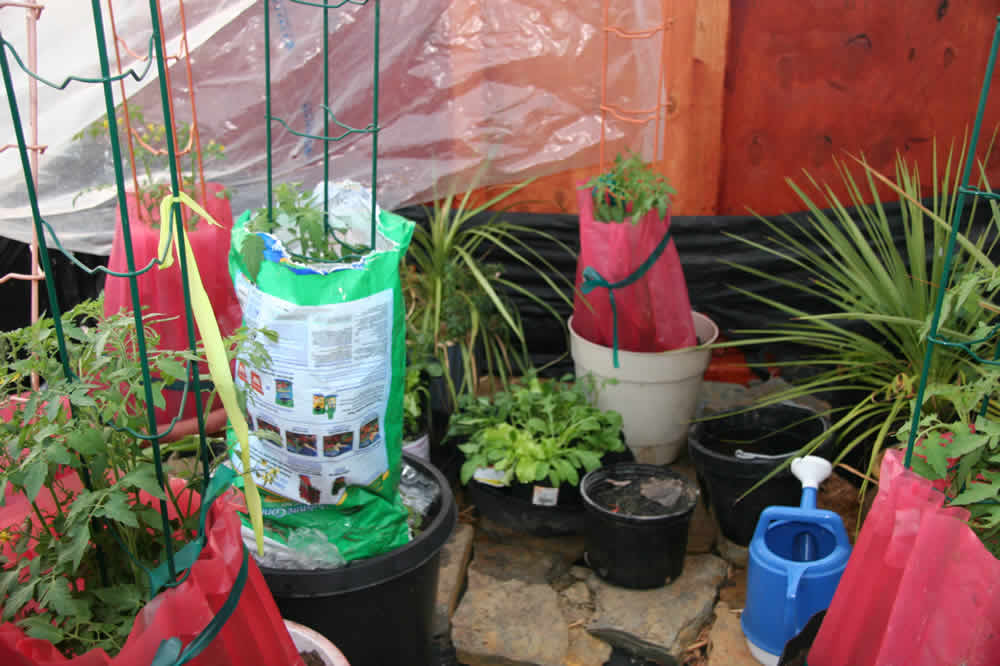 walls of water around tomatoes