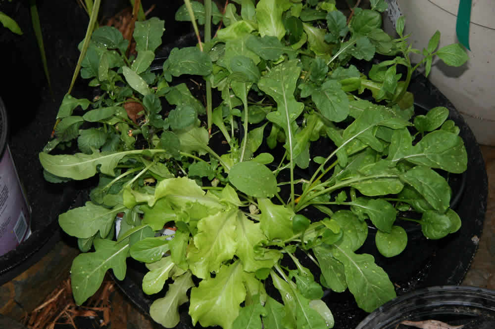 kitchen greens