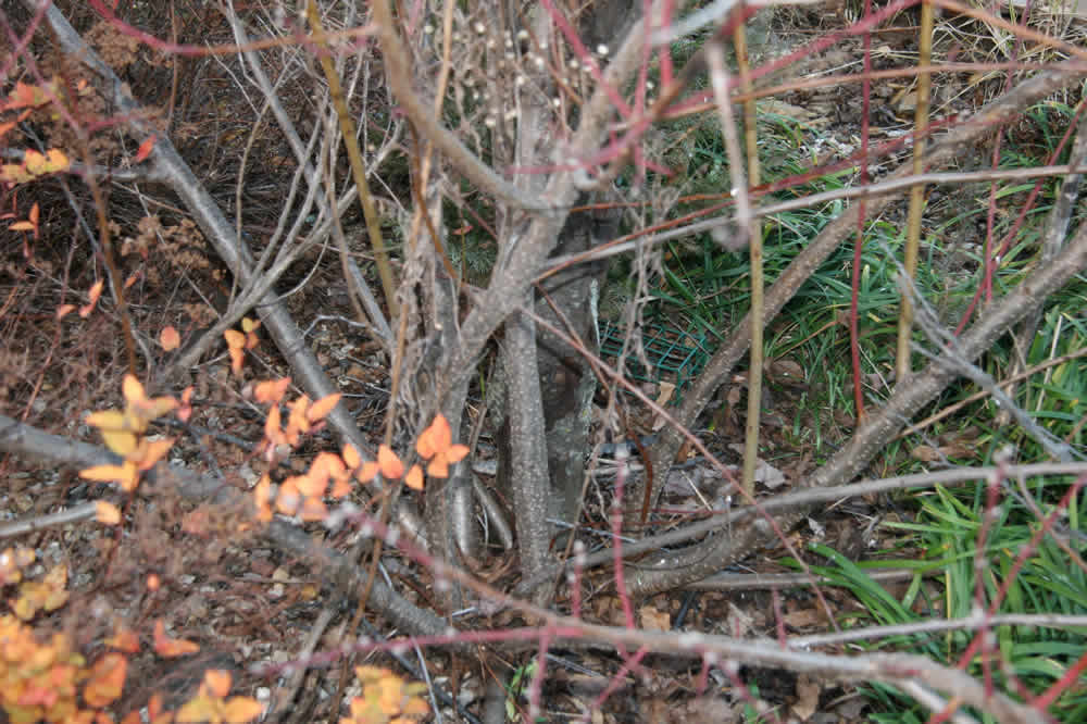 peach tree sprouts