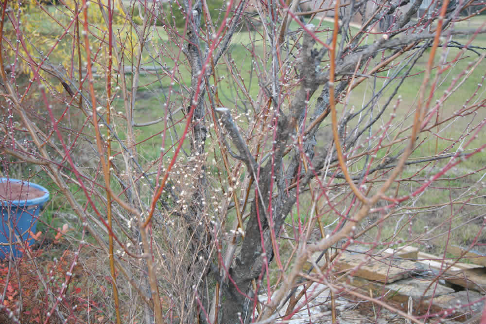 peace tree sprouts