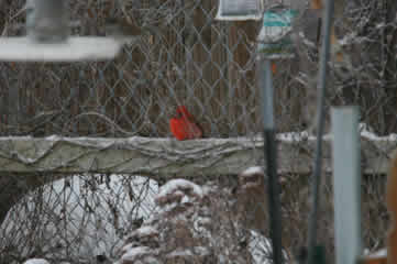 Cardinal 2