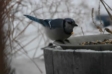 Bluejay at feeder