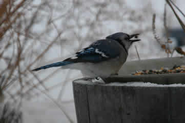 Bluejay with seed