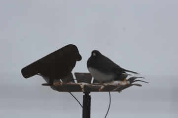 Bird at Feeder