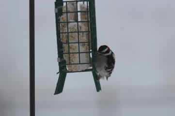 Woodpecker at suet