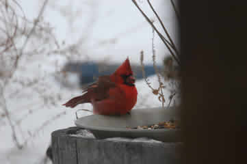 Cardinal at water