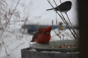 birds at feeder